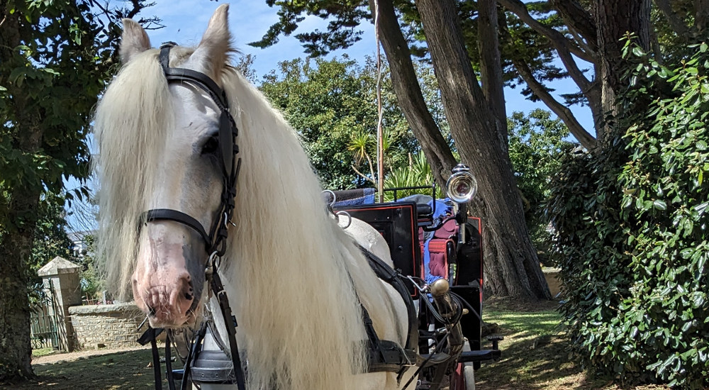 sark horse and carriage ride