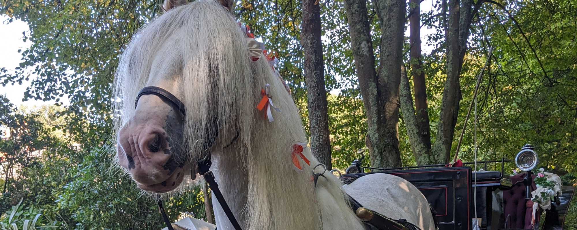 Sark Carriage Tour