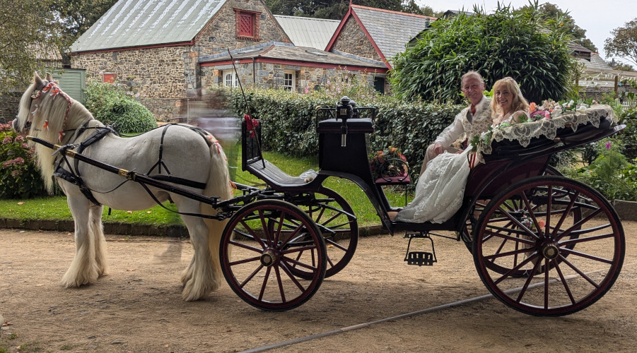 sark white wedding horse 1